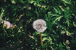盛開(kāi),開(kāi)花,蒲公英