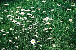 鮮花,草,雛菊