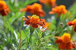 自然,花,植物區(qū)系