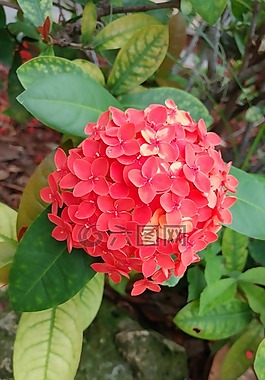 花,紅色,自然