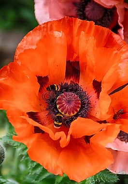 花,蜜蜂,性質(zhì)