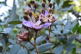 自然,植物區(qū)系,花