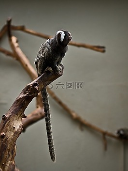 猴子,動物園,悲傷