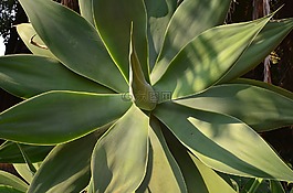 植物區(qū)系,葉,自然