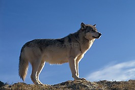 狼,野生動物,自然