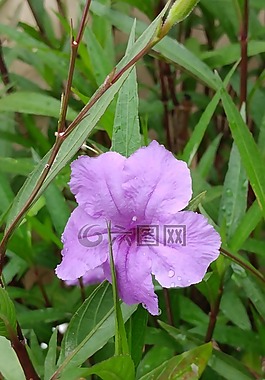 花,綠色,自然