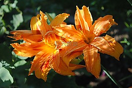 百合,春,鮮花