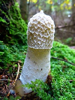 莫雷尔,蘑菇,软管蘑菇
