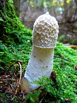 莫雷尔,蘑菇,软管蘑菇