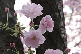 日本櫻花,樹,維也納