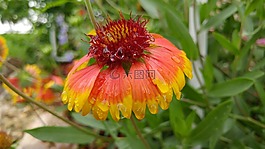 盛開,花,花瓣
