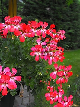 花,鮮花,紅