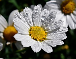margaritte,露水,開(kāi)花