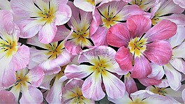 郁金香,春天,荷蘭