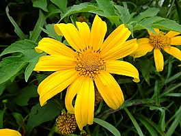 花,自然,黃色