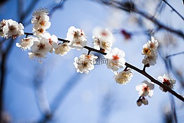 鮮花,一個業(yè)務,春天