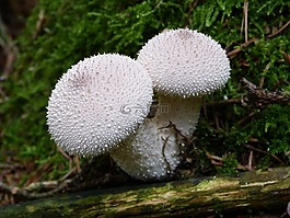 蘑菇,bovist,蘑菇塵