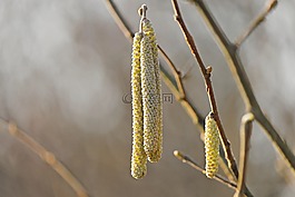 花小貓,黃色,榛子