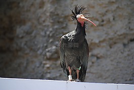 鳥,北部禿頭宜必思,geronticus eremita