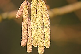 花小貓,黃色,榛子