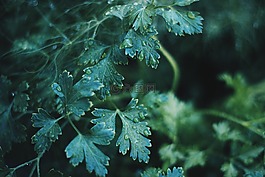 自然,植物,草本植物