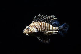 自然,動(dòng)物,魚