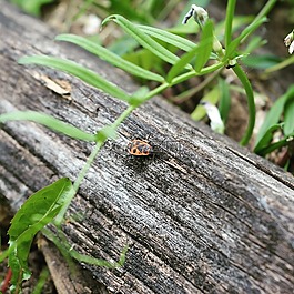 甲虫，昆虫,花园,昆虫