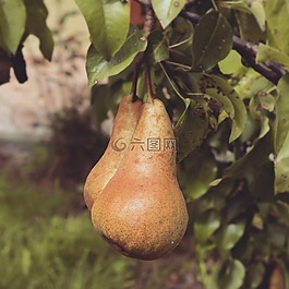 水果,花園,梨