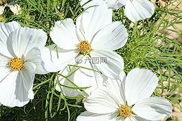 margueritte,花,白