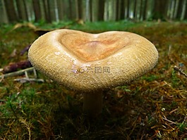 蘑菇,秋季,性質(zhì)