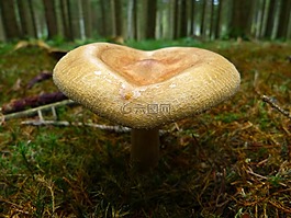 蘑菇,秋季,性質(zhì)