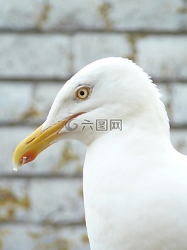海鷗,關(guān)閉,頭