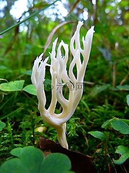 山羊胡子,蘑菇,珊瑚状