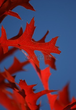 葉,奧克,紅色