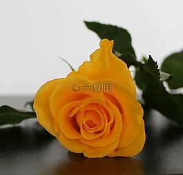 玫瑰,黃色,花