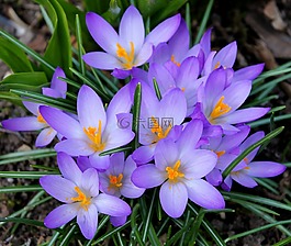 番红花,紫,美丽