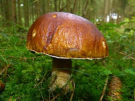 蘑菇,秋季,性質(zhì)