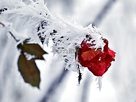 玫瑰,冰,雪