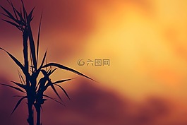 植物,天空,云