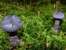 蘑菇,秋季,紫