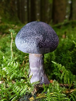 蘑菇,秋季,紫