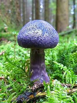 蘑菇,秋季,紫
