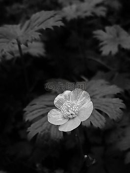 花,毛茛,黑色和白色