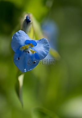 鮮花,性質(zhì),宏