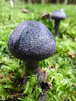 蘑菇,秋季,紫