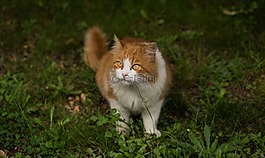动物,品种,猫