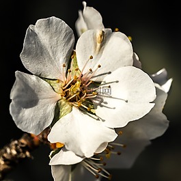 花,性質(zhì),廠(chǎng)