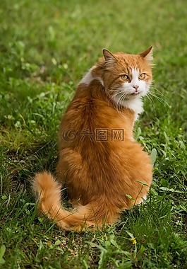 動物,貓,自然