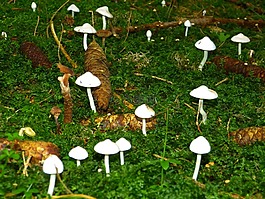 蘑菇,白,森林的地面