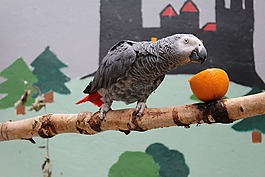 鸚鵡,鳥,動物園